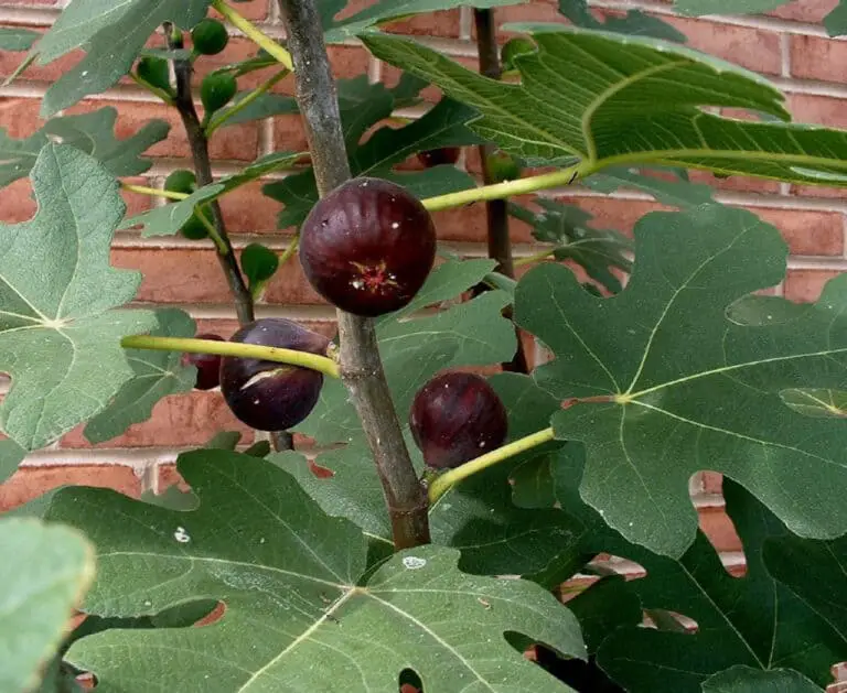Are Chicago Hardy Figs Self Pollinating? How to Hand-Pollinate