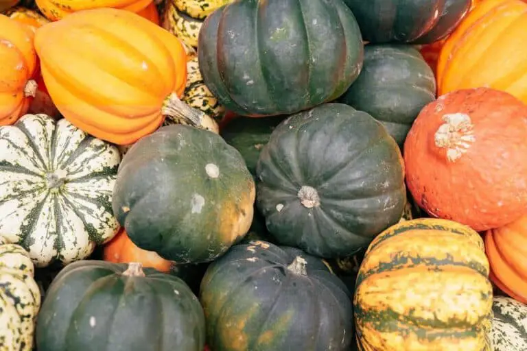 Zucchini Acorn Squash Hybrid Can You Pollinate Zucchini With Squash?