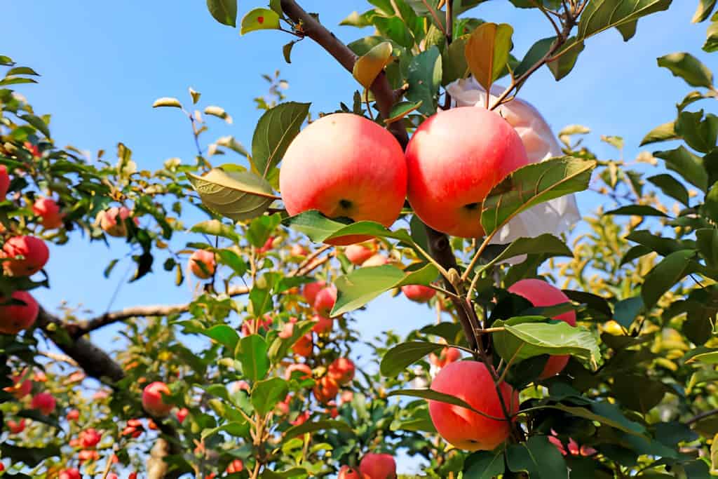fuji apple in the orchard
