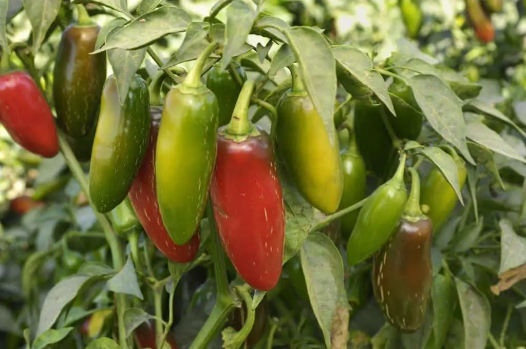jalapeno chili peppers ripening on plant