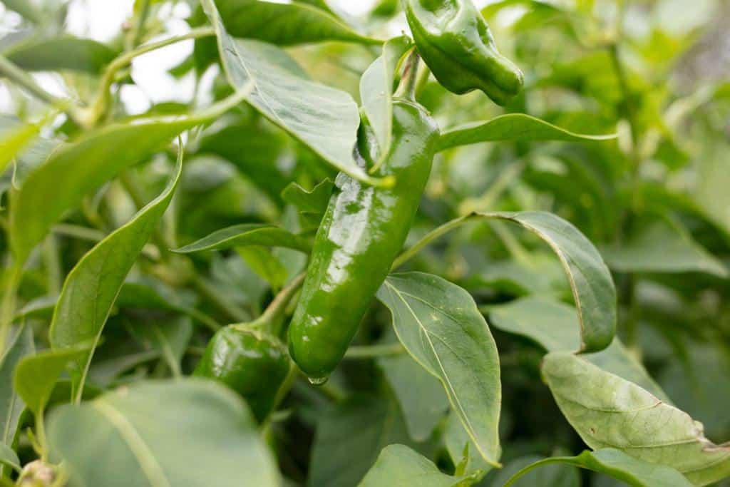 jalapeno chilly pepper plant
