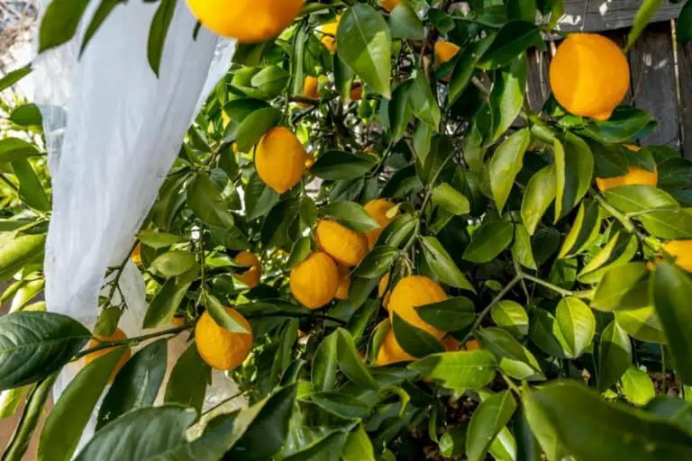Are Lemons Self Pollinating? How to Hand-Pollinate a Lemon Tree