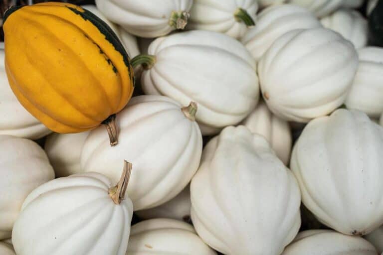 What Is the Difference Between Green and White Acorn Squash?
