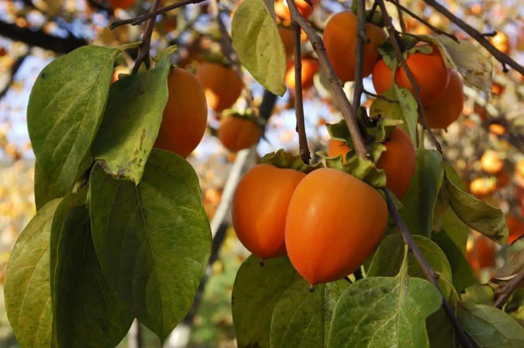 organic persimmon fruit on tree branch