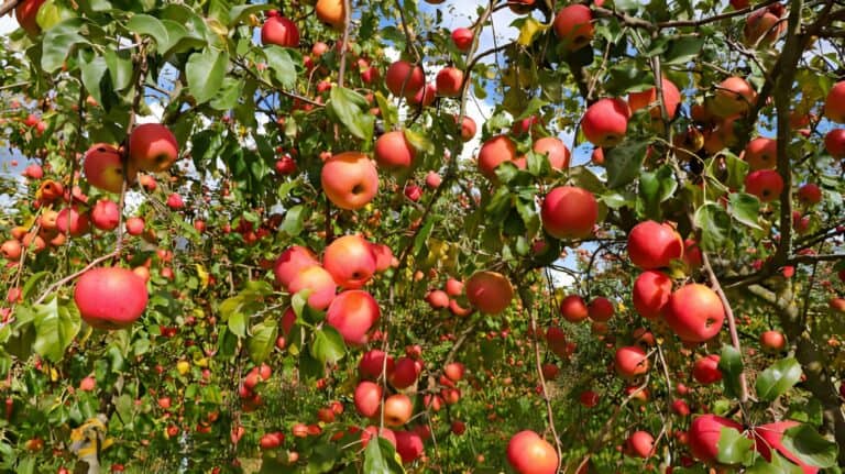 Are Gala Apples Self Pollinating? How to Hand-Pollinate Gala Apples