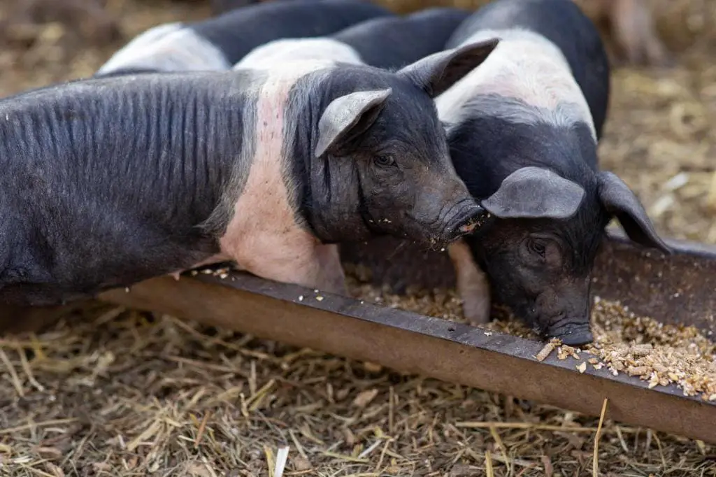hampshire piglets farm life