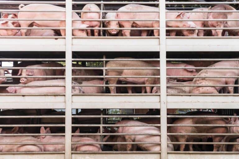 Understanding Deadweight Average Pig Price: A Key Indicator in the Pork Industry