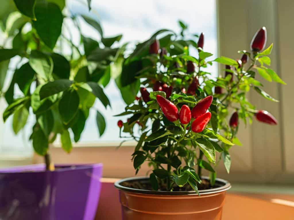 potted hot chili pepper