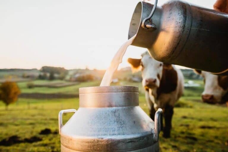 Sanitation and Grading of Milk: Safety and Quality of Dairy Products