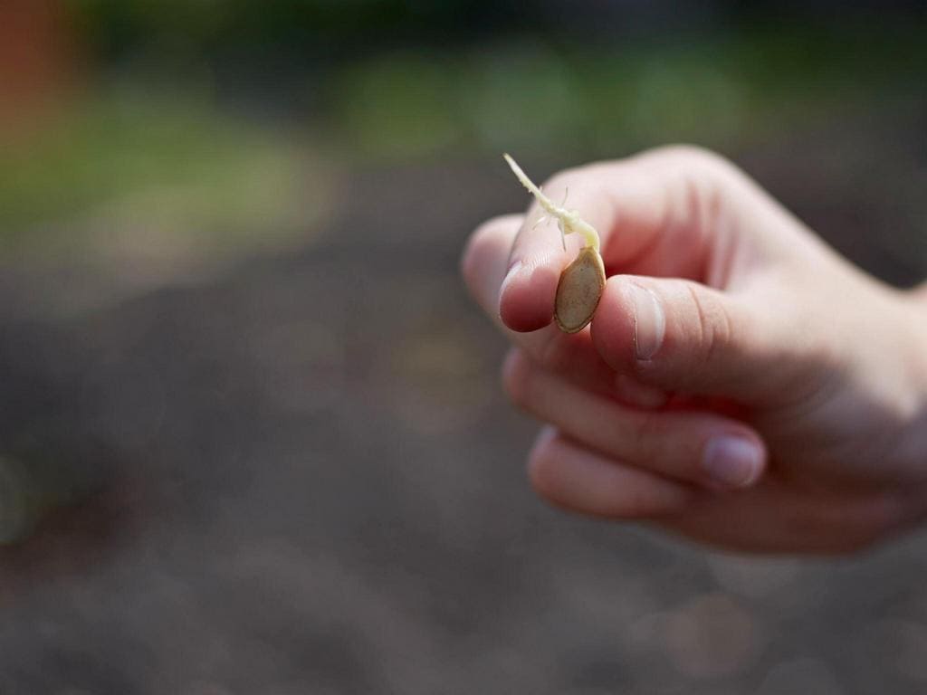 in the hand of the gardener sprouted zucchini seed