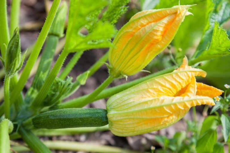 Should You Pinch Off and Remove First Zucchini Blossoms? Gardener Reveal