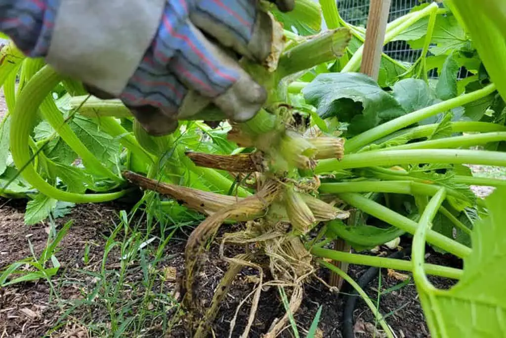 zucchini plant cutting