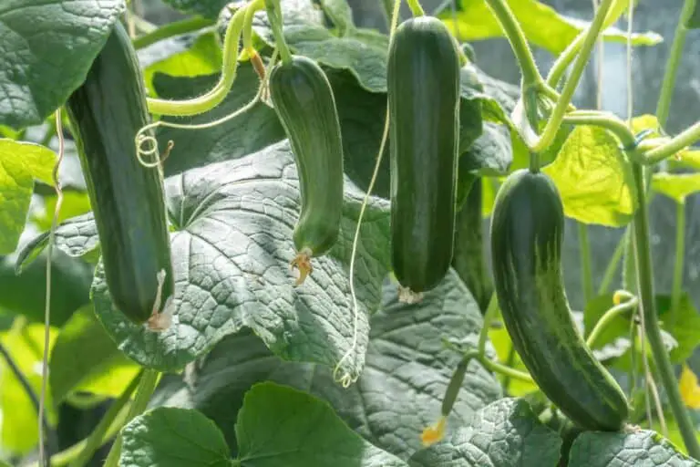 Zucchini Transplant Shock: A Gardener’s Guide to Successful Recovery