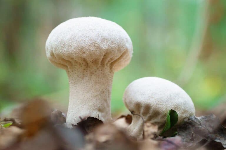 7 Different Types of Puffball Mushrooms (With Pictures)
