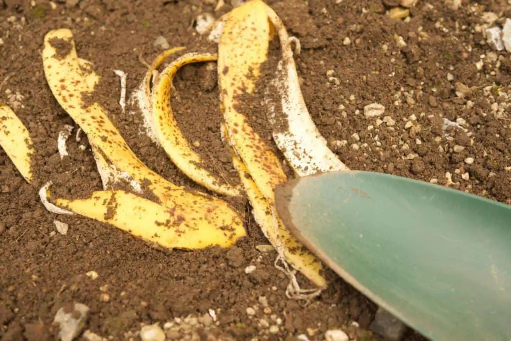banana peel compost