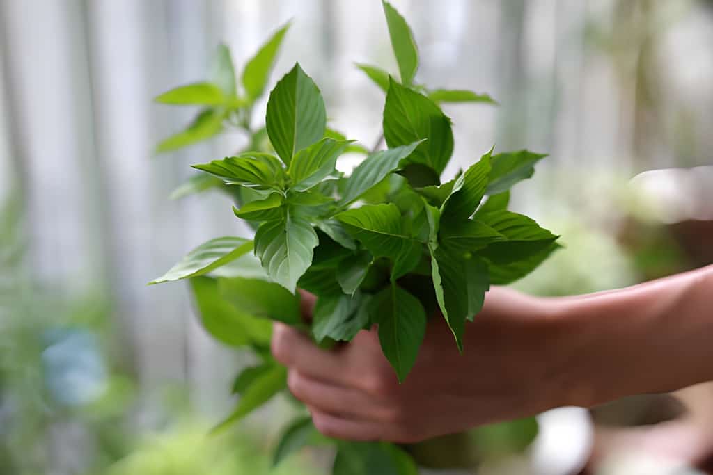 basil plant leaves