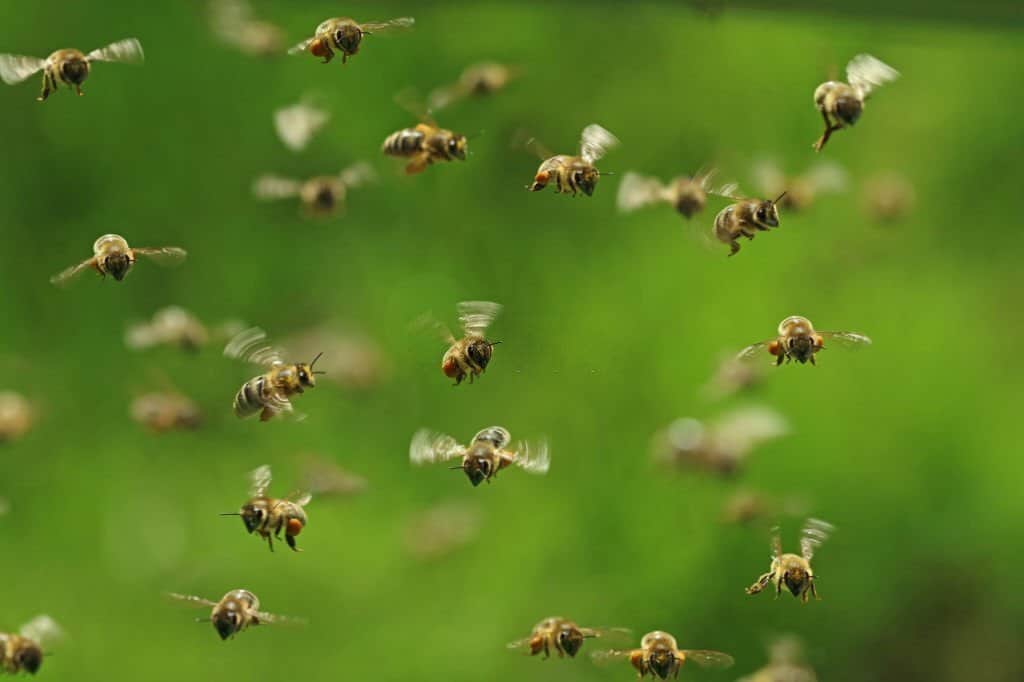 bees flying around garden