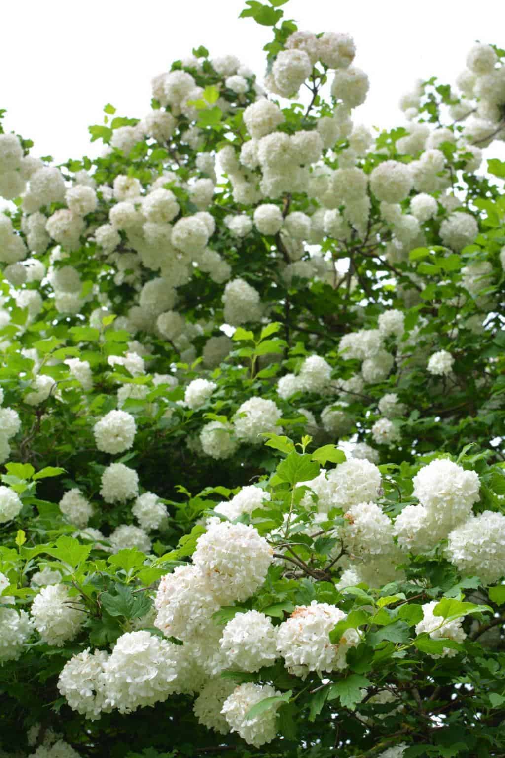 Viburnum Vs Ligustrum Choosing Better Shrubs For Your Landscape