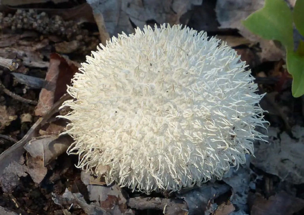 devils snuffbox lycoperdon pulcherrimum