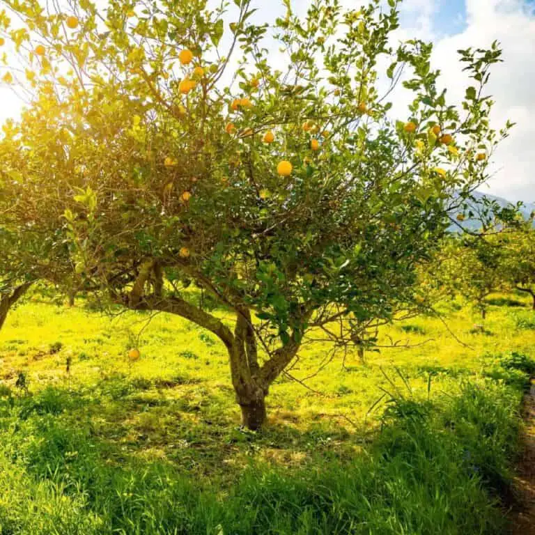 dwarf eureka lemon tree