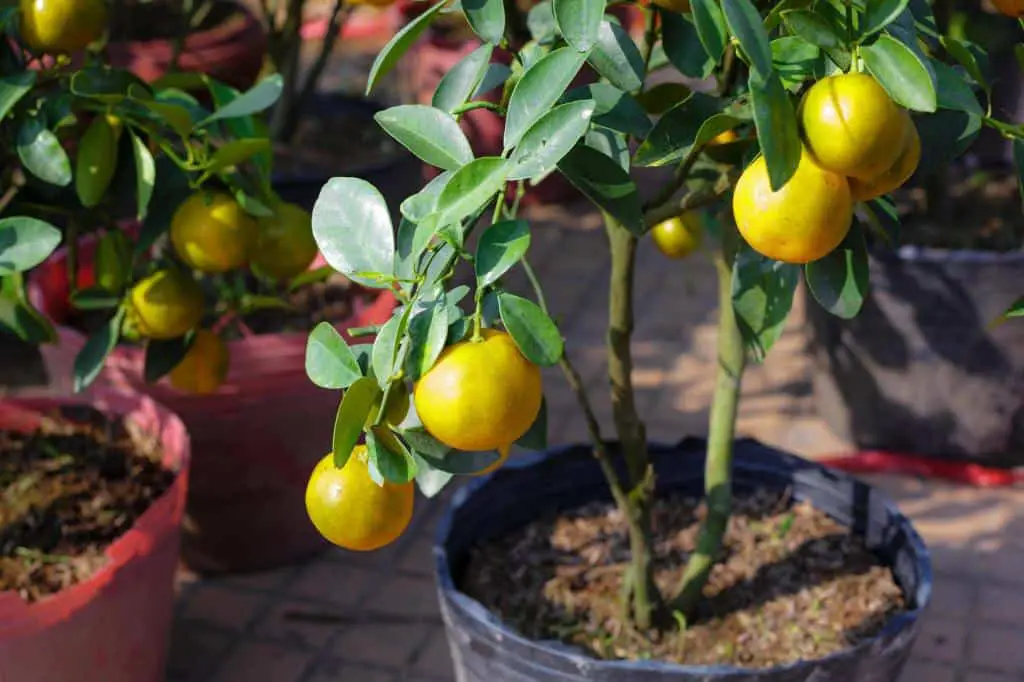 dwarf meyer lemon tree kumquat