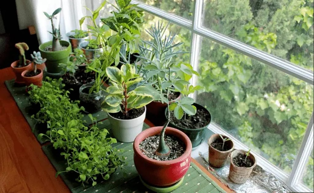 easy indoor plant
