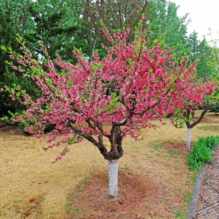 Are Elberta Peach Trees Self Pollinating? How to Hand-Pollinate