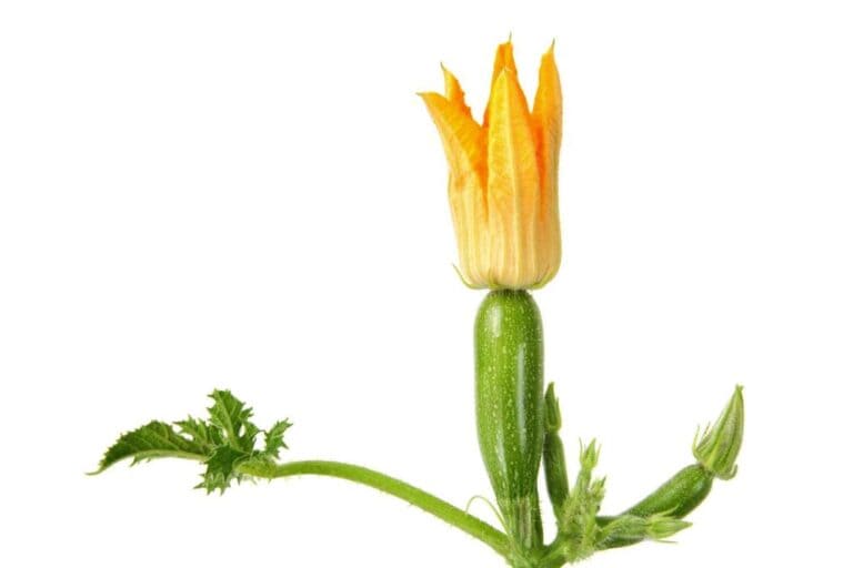 Zucchini Flower Stamen: Facts and Culinary Uses You Need to Know