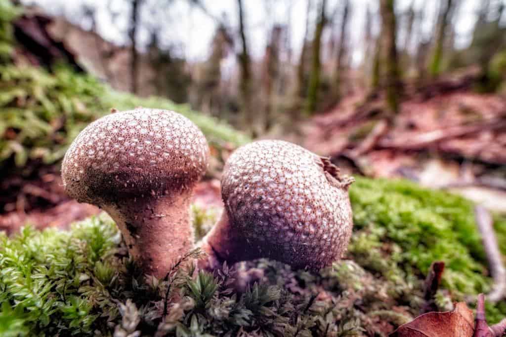 gem studded puffball mushrooms Lycoperdon perlatum