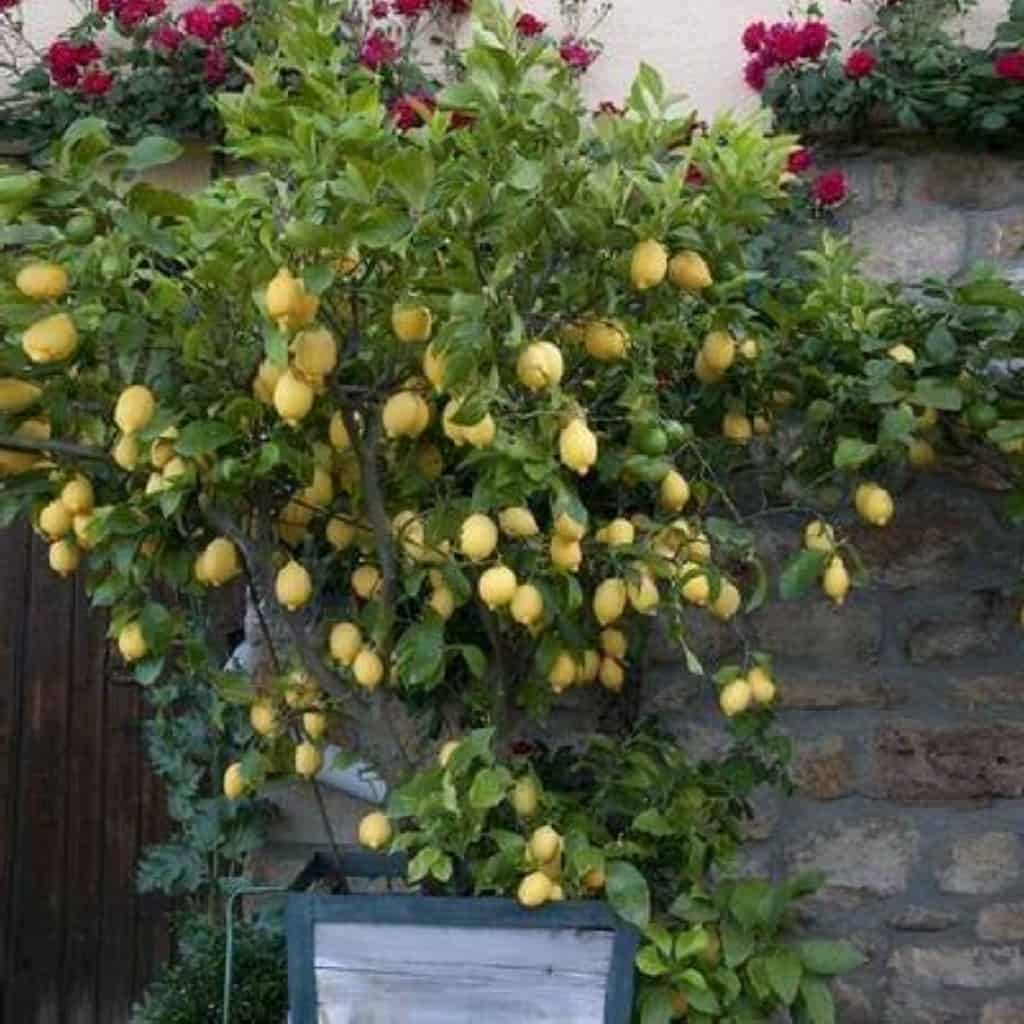 genoa genova semi Dwarf Lemon Tree