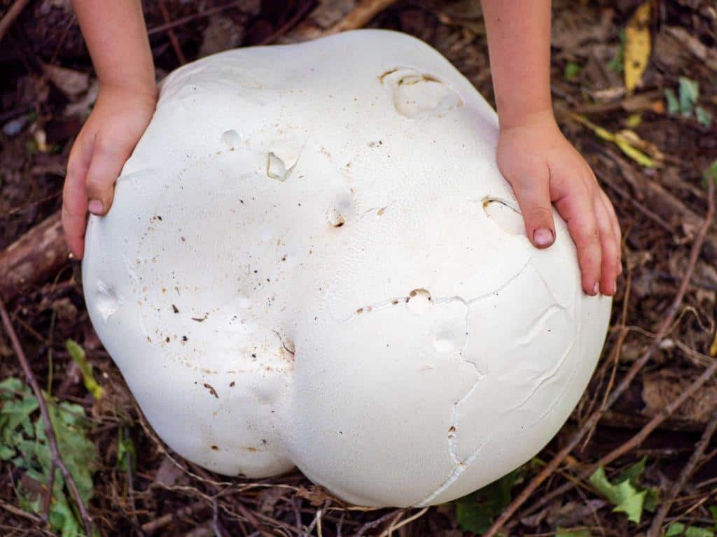 giant puffball mushrooms Calvatia gigantea