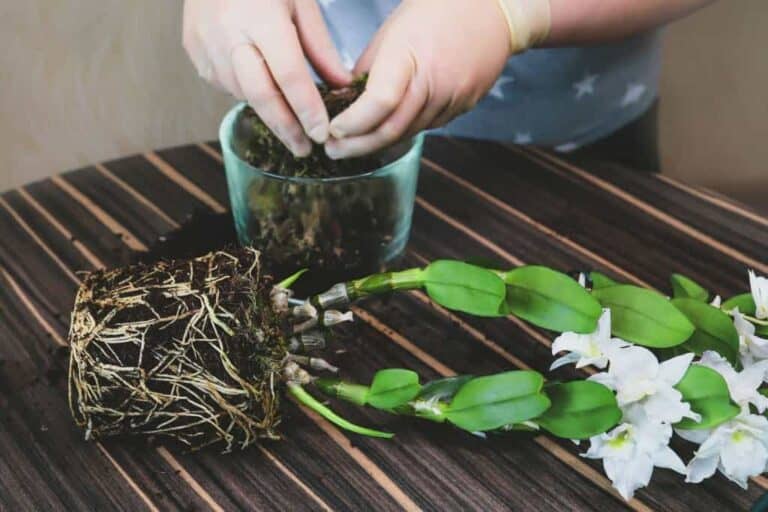The Best Fertilizing Methods to Make Your Indoor Orchid Plant Bloom