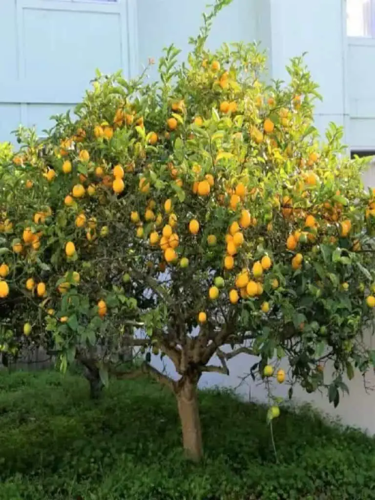 grafted lisbon dwarf lemon tree