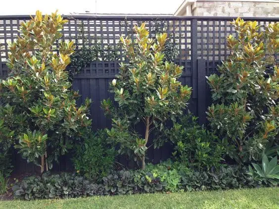 magnolia tree fence