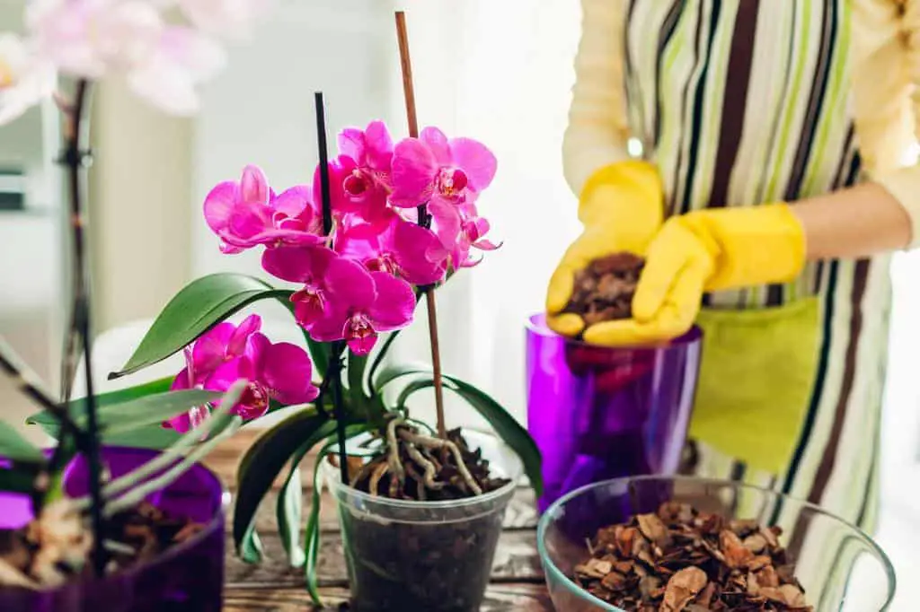 orchids need fertilizer