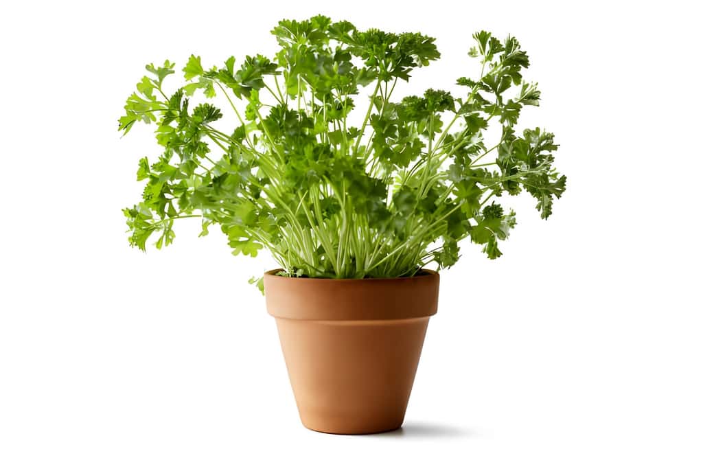 parsley plant indoor