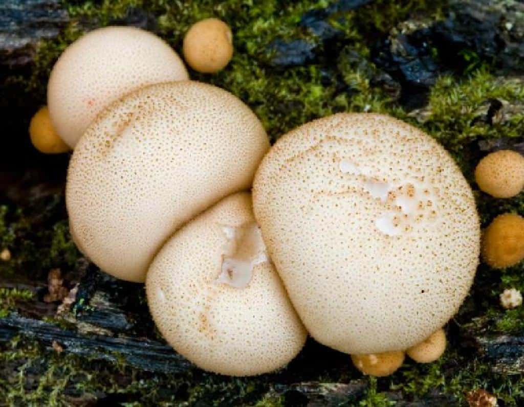 pear shaped puffball mushrooms lycoperdon pyriforme