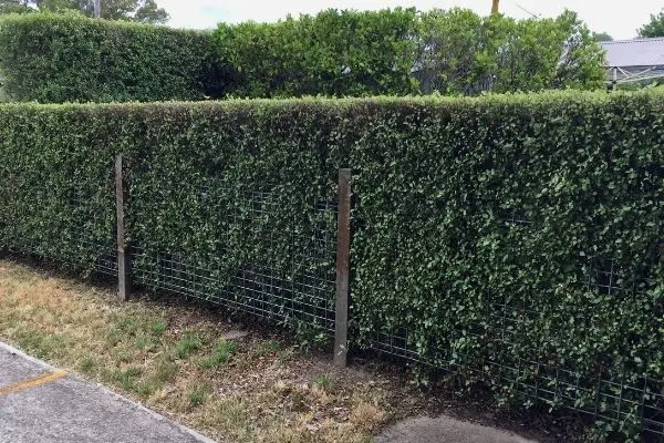 pittosporum hedge fence