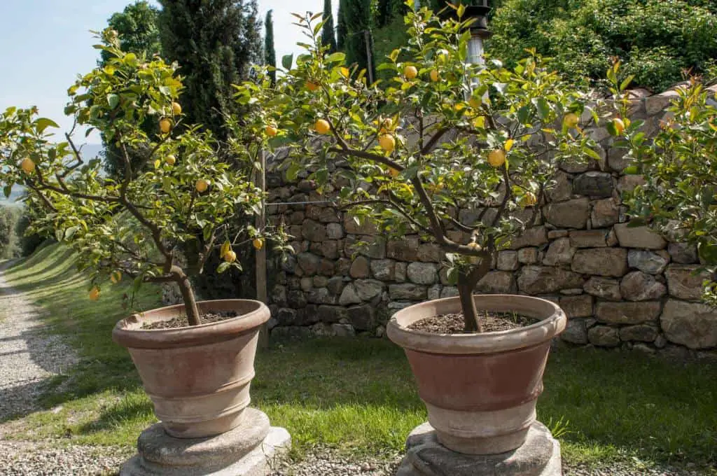 potted lemon plant