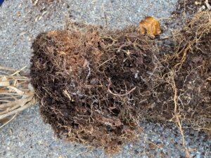 How to Fix Root Rot and Grow Better Plants [Step-by-Step Guide