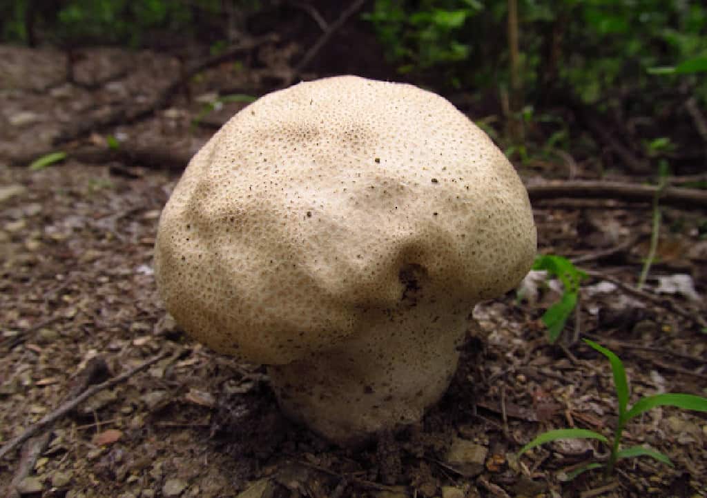 skull shaped puffball mushrooms bovista plumbea