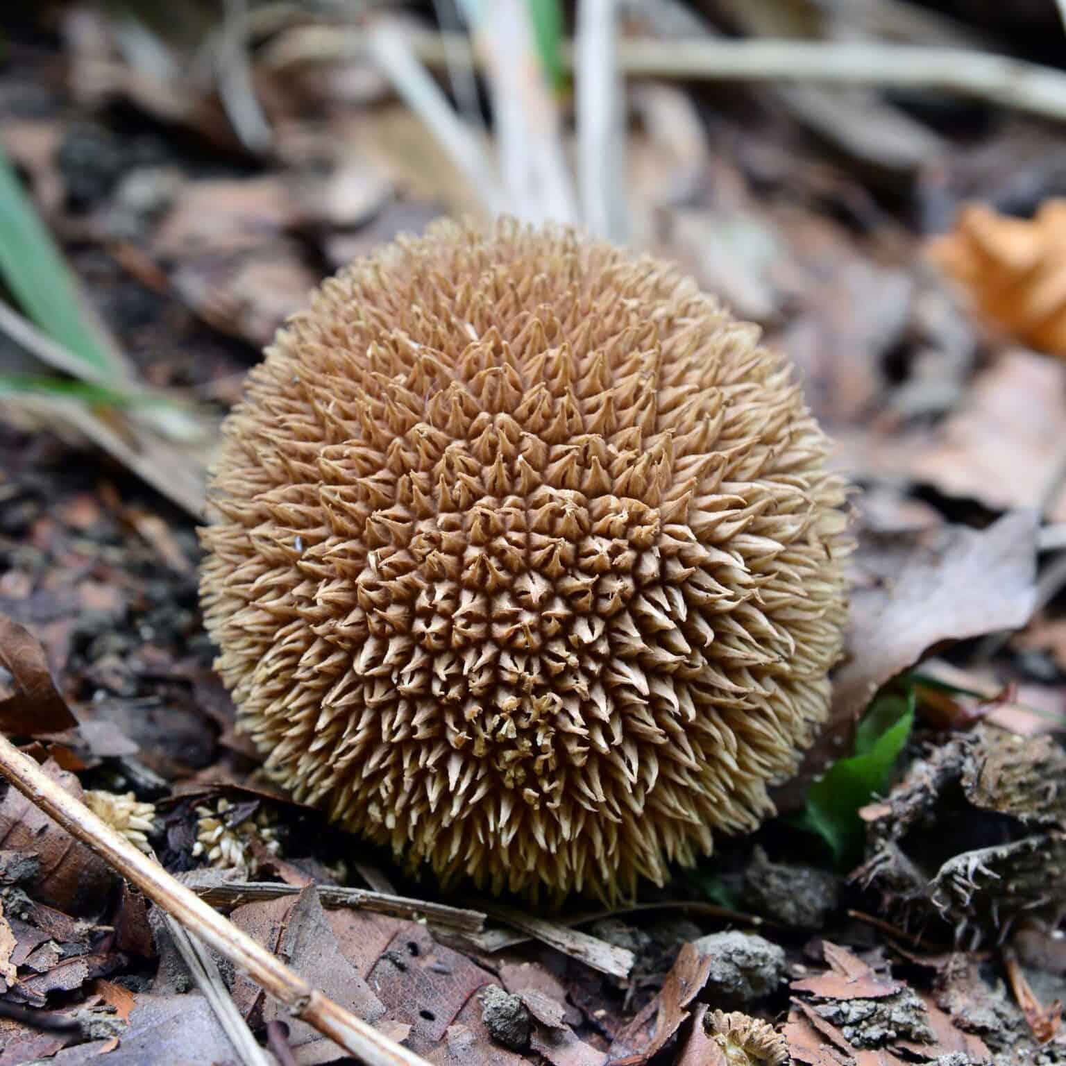 7 Different Types Of Puffball Mushrooms With Pictures FarmingThing