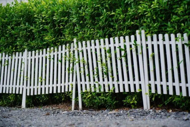 10 Trees and Shrubs to Plant Along the Fence Line (Yard Natural Fence)