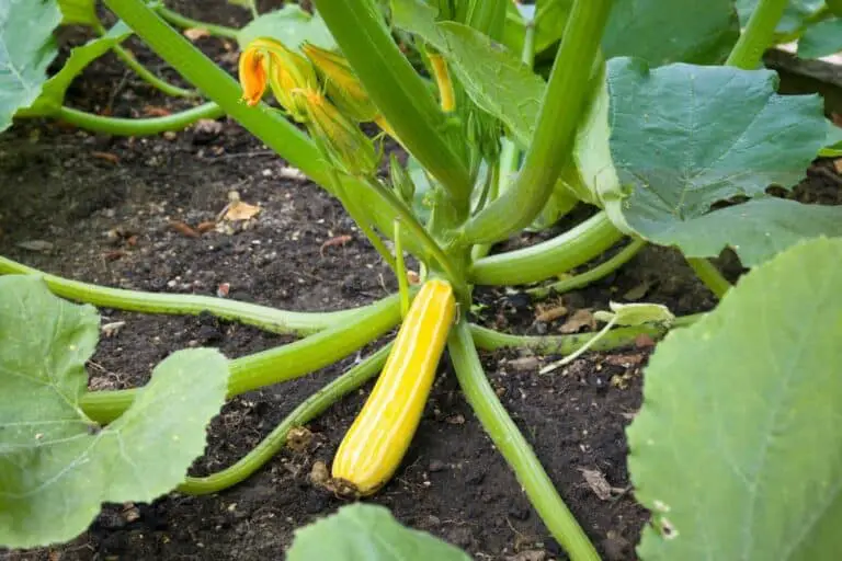 Can You Trim the Lower Leaves of Your Zucchini Plant Without Harming It?