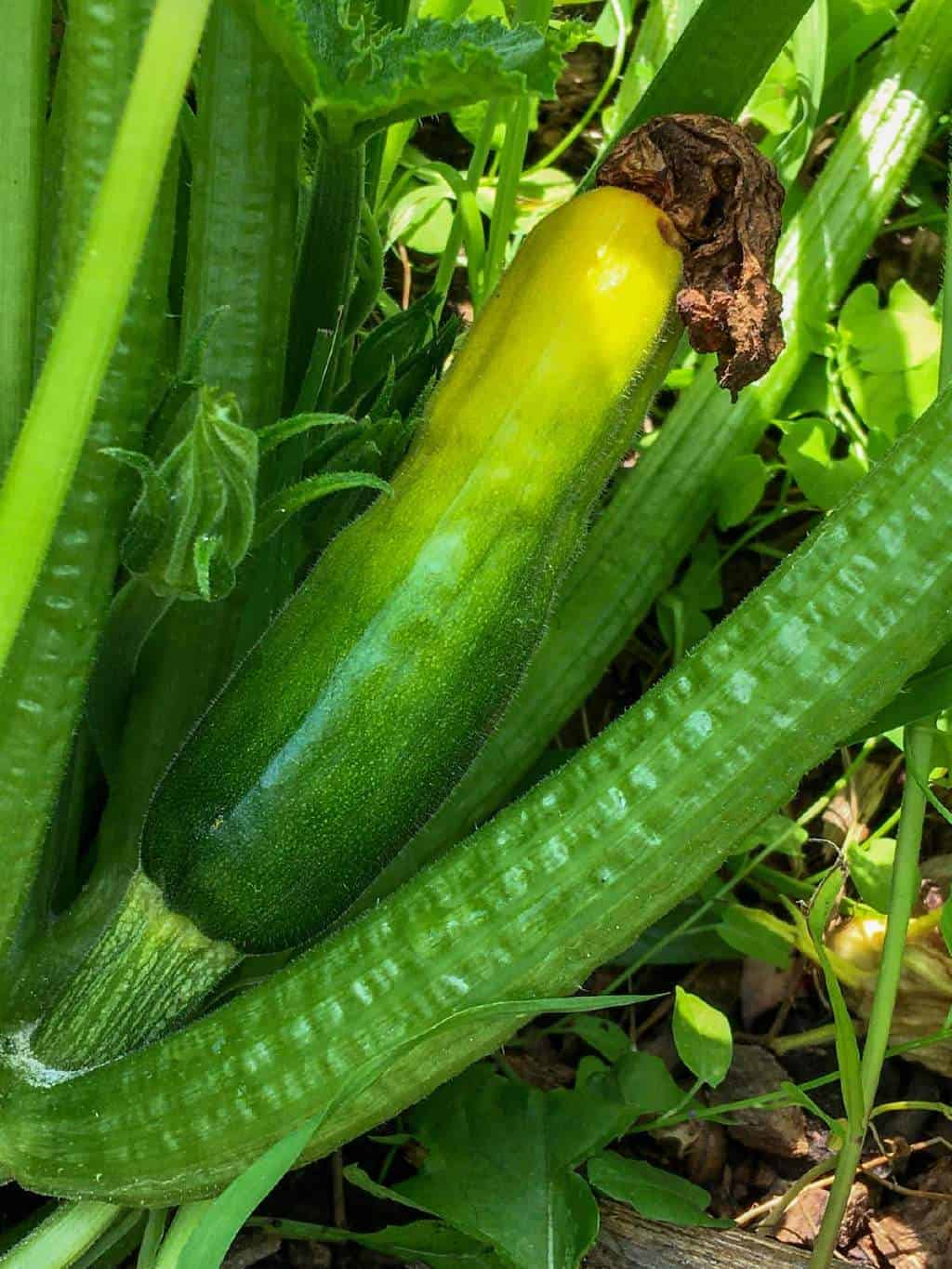 zucchini blossom end rot