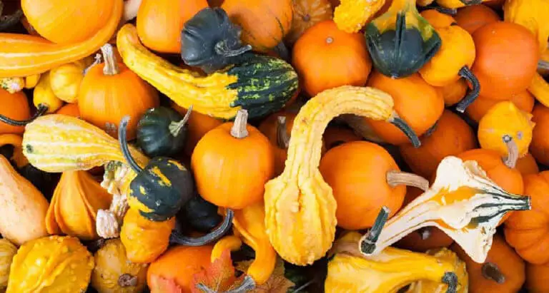 A Guide to Drying and Preserving Gourds Without Rotting
