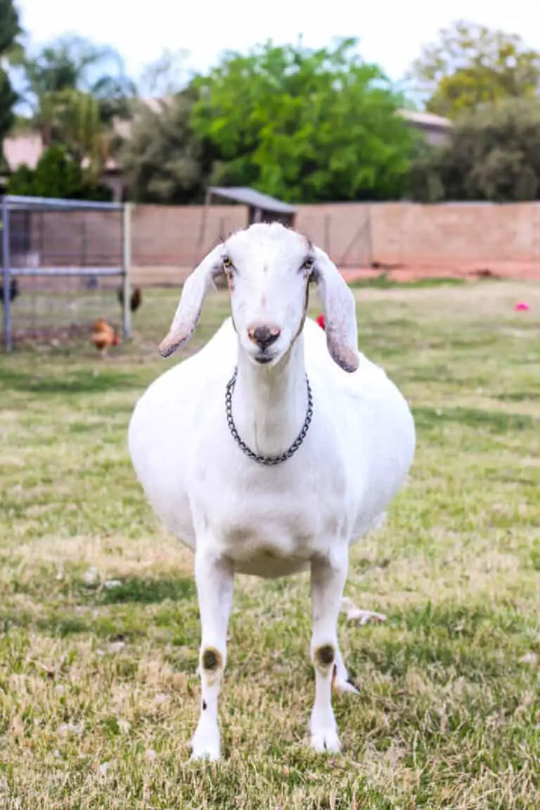 At What Age Can Female Goats Get Pregnant?