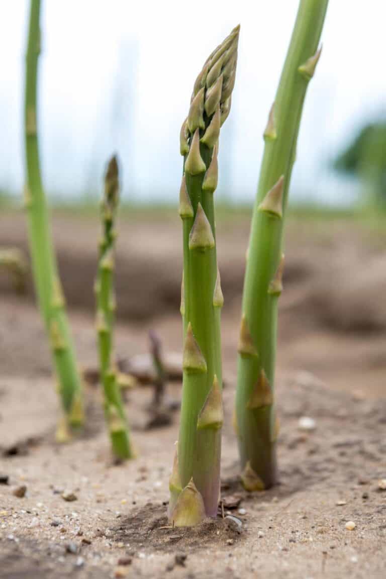 7 Reasons Why Your Asparagus is Tall and Thin