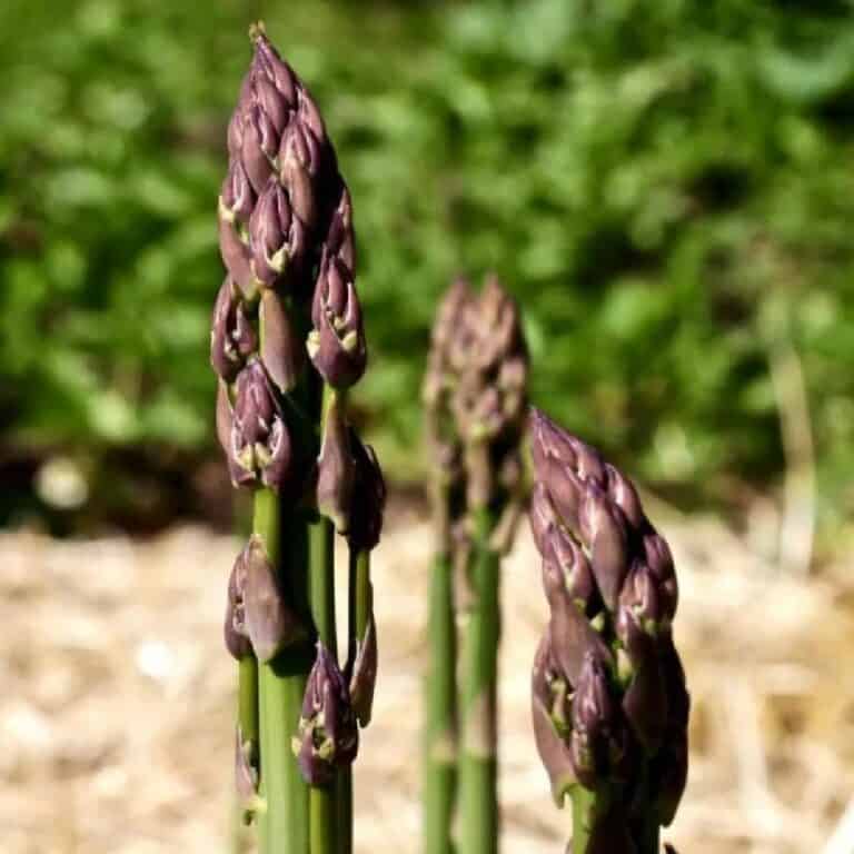 Should You Let Asparagus Flower or Trim It?