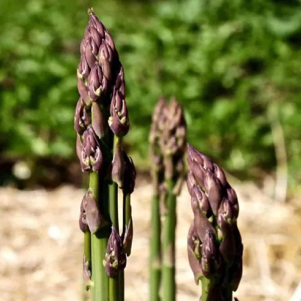 asparagus flowering